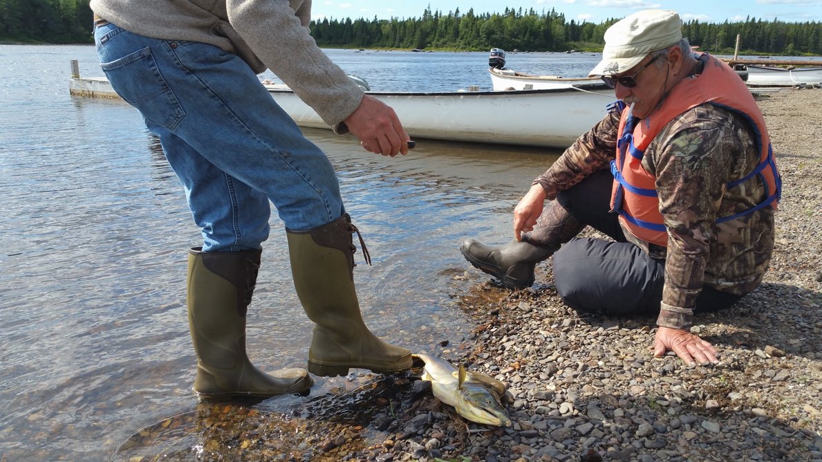 ASFSalmon's tweet photo. Pacific pink #salmon caught last week in Gander River, #Newfoundland Is it EU stray where pinks spreading after Russian stocking? #nlpoli https://t.co/trikDFEaE9