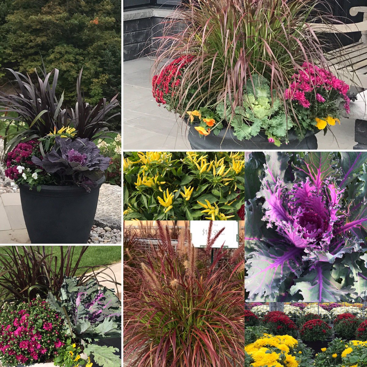 Lots of options to create fabulous fall planters :-)