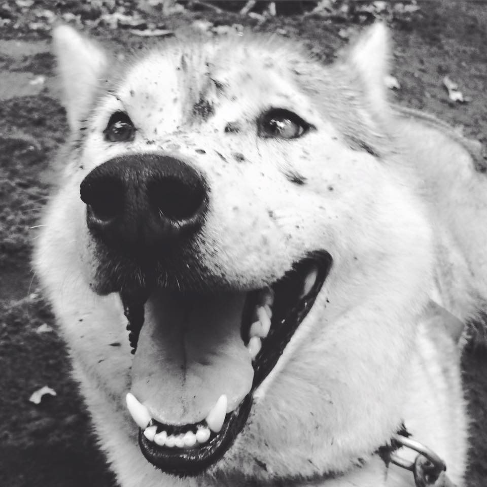 Ons Husky arrangement is nog beschikbaar van 2-4 februari 2018 of 16-18 februari 2018. Reserveer snel je plekje! ow.ly/2gyM30fgiTc