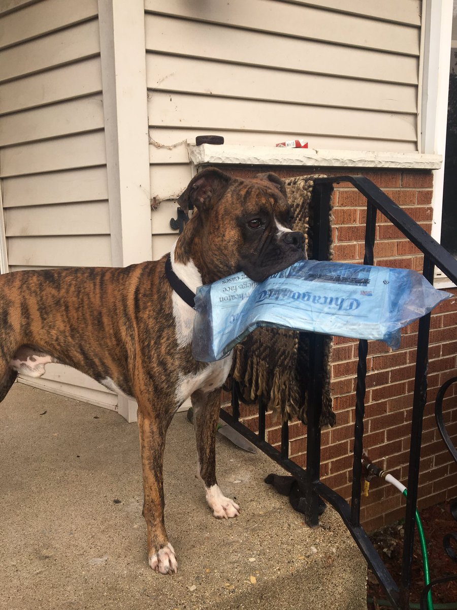 Kskarbs's tweet image. All I have to do is give mom this thing and I get a treat. Life is good! @BoxerBond @BoxerDogUnion @BoxerFanClub @OwnedByaBoxer