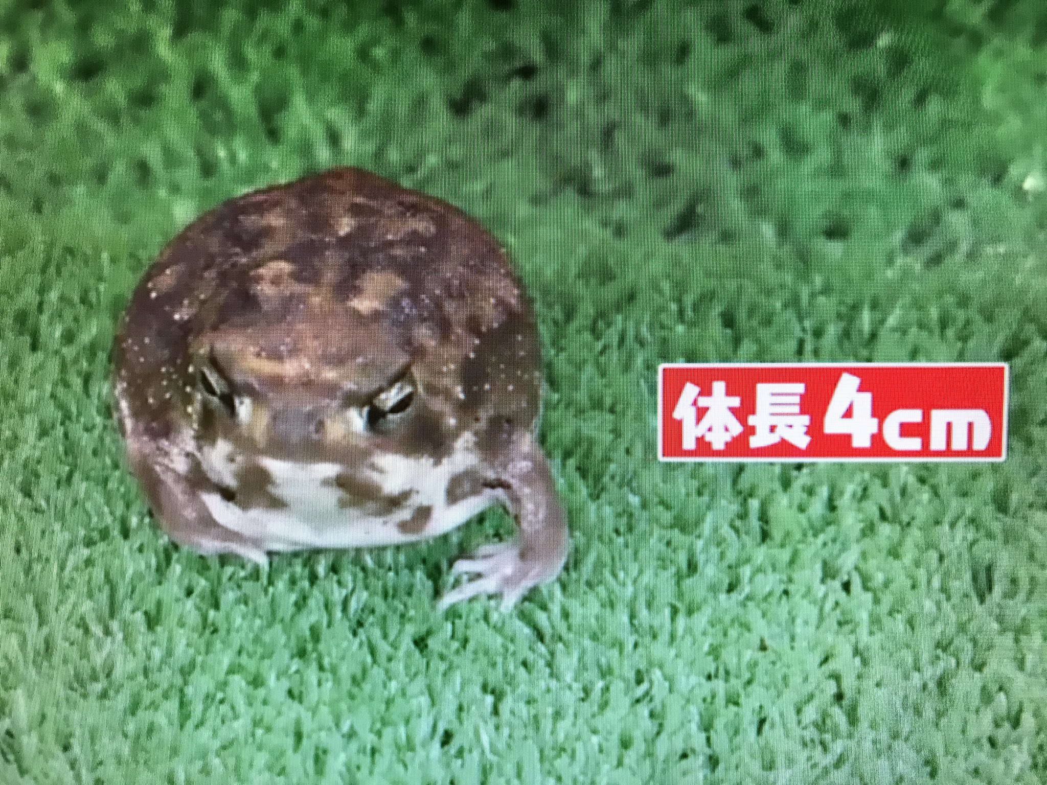 ひろっち このカエルめっちゃ可愛い 飼ってみたいぃぃぃ マツコの知らない世界 アメフクラガエル T Co Ahavpubka3 Twitter