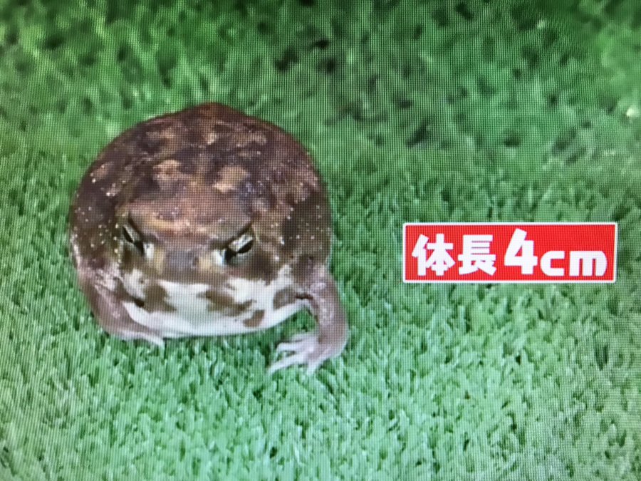 アメフクラガエルが鳴き声が可愛いと話題に 和名って 動画 気になる芸能報道部