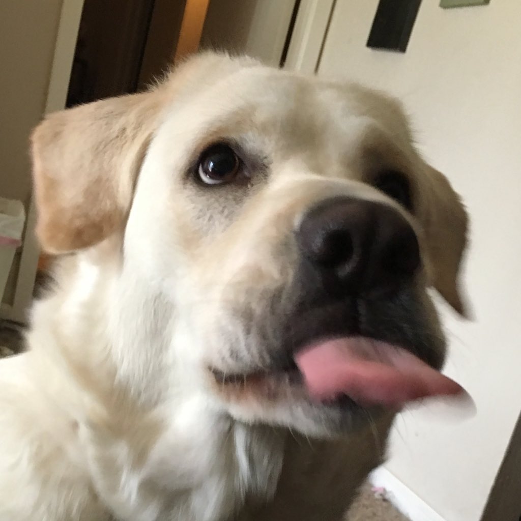 dognamedflour's tweet photo. #NewProfilePic https://t.co/OFj9yZPBvd