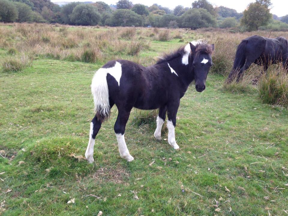 These foals are the lucky ones, they get to live, due to caring owner &amp; some great teamwork #dartmoor #ponies And wonderful homes to go to!