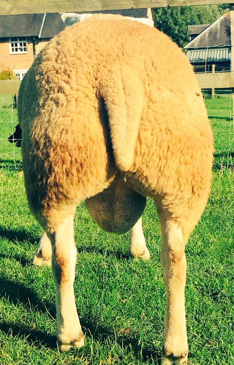 lambsEndLtd's tweet photo. New boy has arrived. #greatbum #muscle #grassfed @totallysheep @farmer_sheep #sheep365 @texelbreeders #shearling #shopping https://t.co/SKMLiESlhD