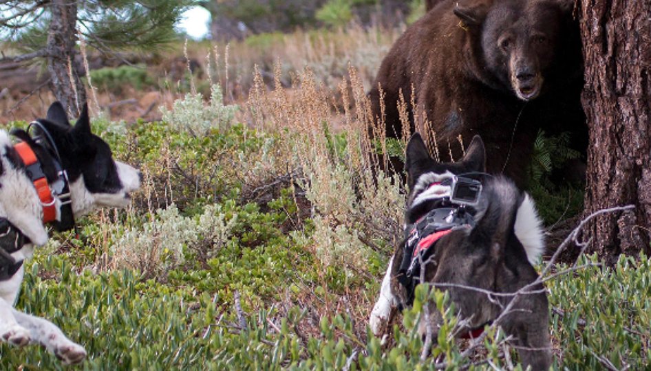 Bear vs. Bear Dog: Can this Russian-bred canine keep hikers—and bears—safe? backpacker.com/stories/kareli…