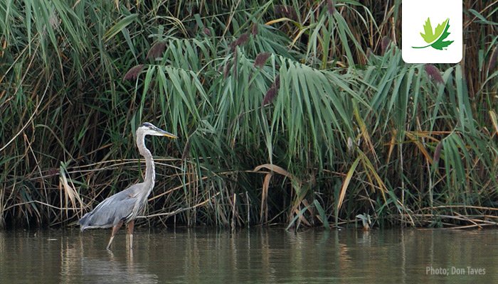 NCC_CNC's tweet photo. Birders needed! Join @NCC_CNC to observe waterfowl species in the Pugwash River Estuary on Sept 30 https://t.co/XjYJcRNuQ4 #NCCVolunteers https://t.co/IjPaR0liEz