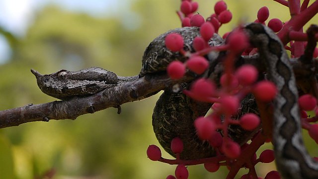 zeitneid's tweet photo. Die Europäische Hornotter (Vipera ammodytes) ist die giftigste Schlange in Europa. Entdeckt bei einer Wanderung auf Insel Hvar (HR). https://t.co/EZb3EUIHyB