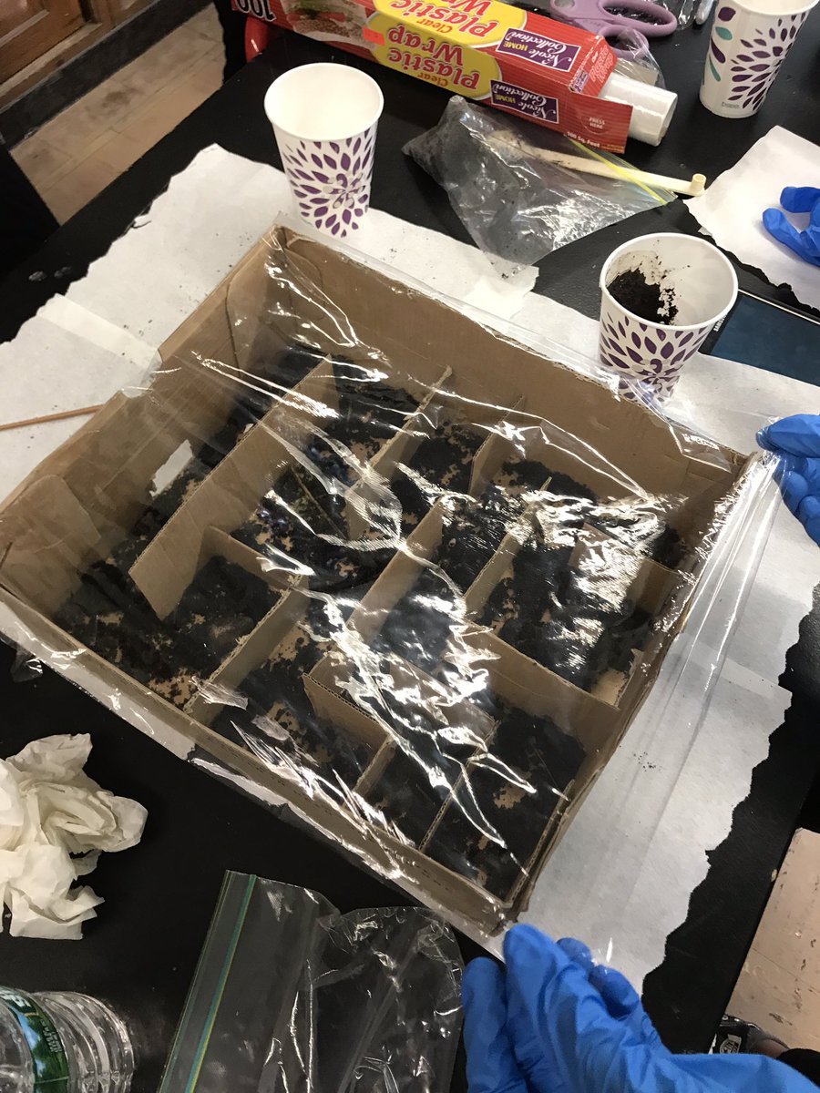 MsDSacco's tweet photo. Our first lab of the year! #Inquiry #WeAreBarrons #APBio #HigherLevelLearning 💡🔬 https://t.co/AthhsIUg1H