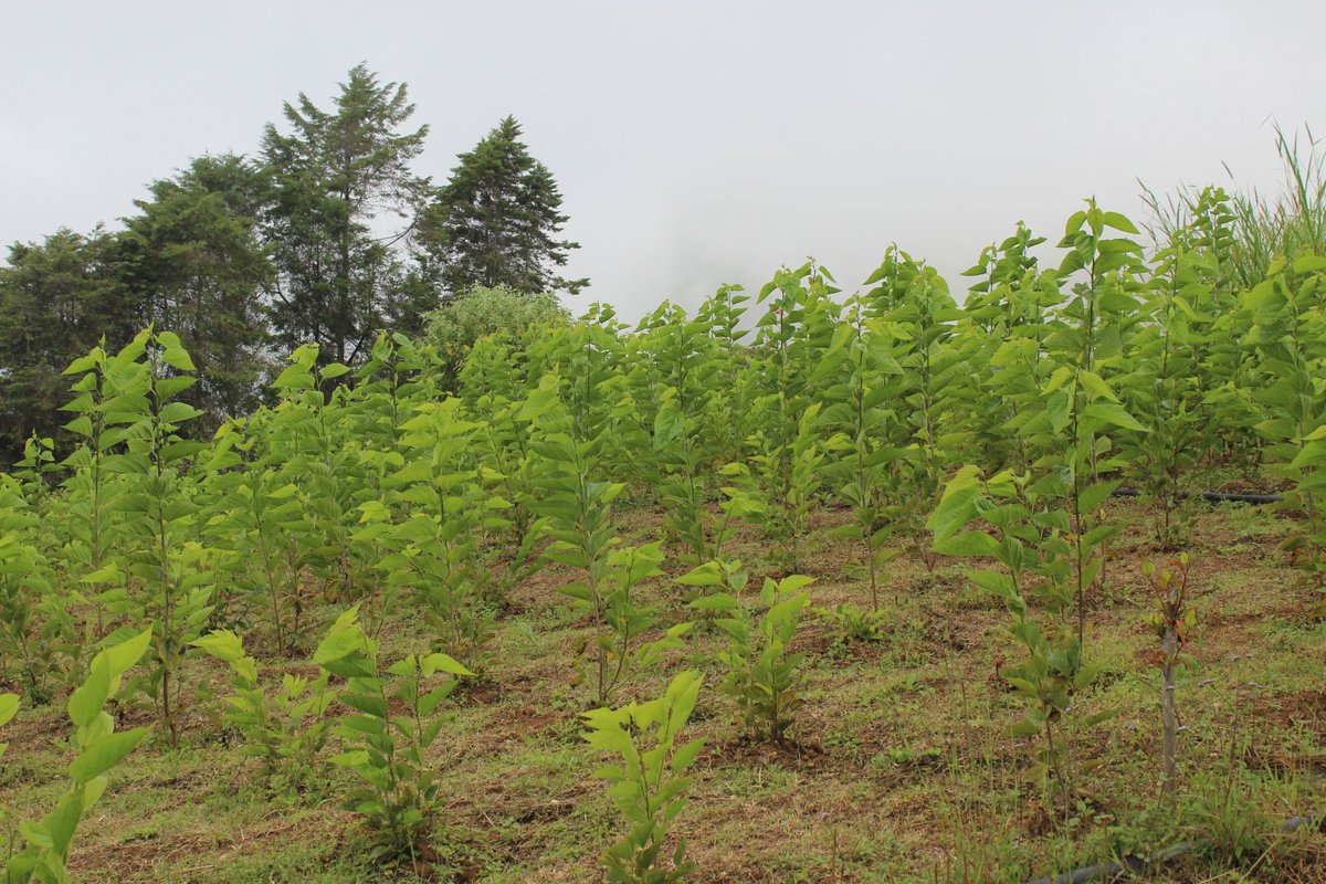 IVICdeMerida's tweet image. @UniArco fomenta en la parroquia Jají-Mérida, la inclusión de la morera en conucos para su siembra agroecológica y aprovechamiento integral.