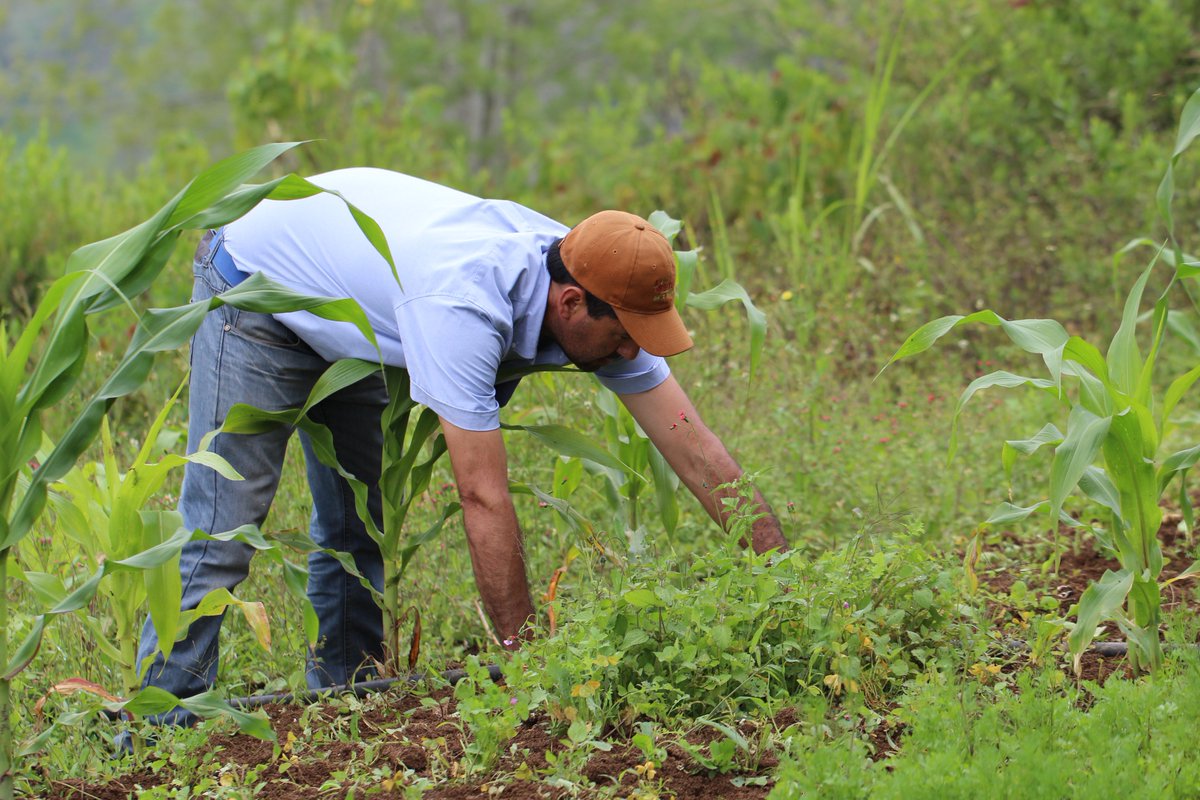 IVICdeMerida's tweet image. @UniArco realiza ensayos comparativos para evaluar crecimiento y desarrollo de la morera, fenología y entomofauna asociada a esta planta...