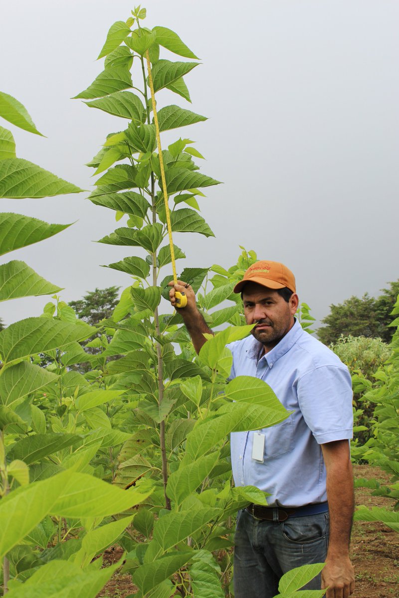 IVICdeMerida's tweet image. @UniArco realiza ensayos comparativos para evaluar crecimiento y desarrollo de la morera, fenología y entomofauna asociada a esta planta...