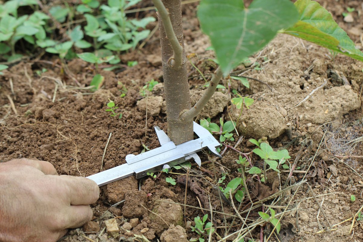 IVICdeMerida's tweet image. @UniArco realiza ensayos comparativos para evaluar crecimiento y desarrollo de la morera, fenología y entomofauna asociada a esta planta...