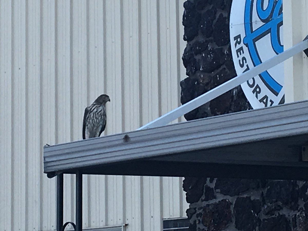 All_Clean_Rest's tweet image. I found this little guy greeting me at the door yesterday.  Does anyone know what kind of hawk this is? #IL #illinois #belleville