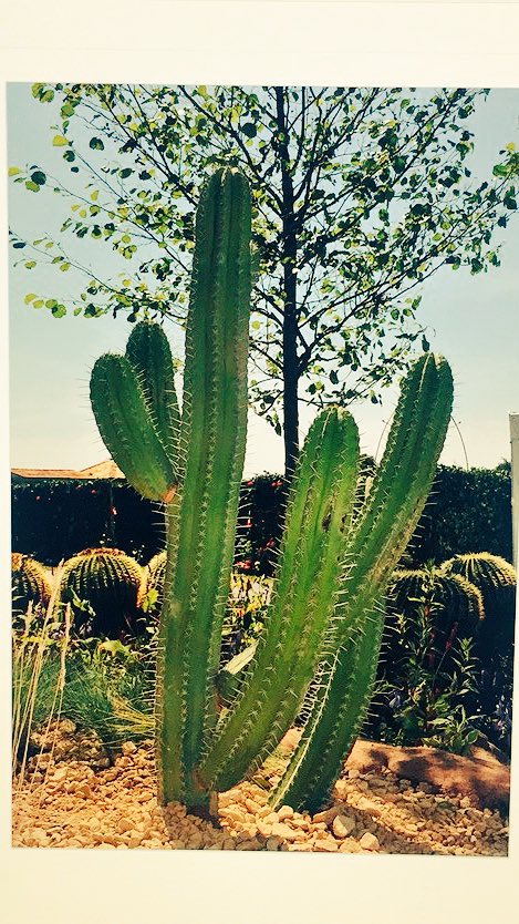 mchljhnmcgrr's tweet image. 180cm Polaskia chichipe #cactus available from @CactusDirect 🥇 rhs tatton 2017 #cheshire #garden #design #cactusforsale #Landscapeshow