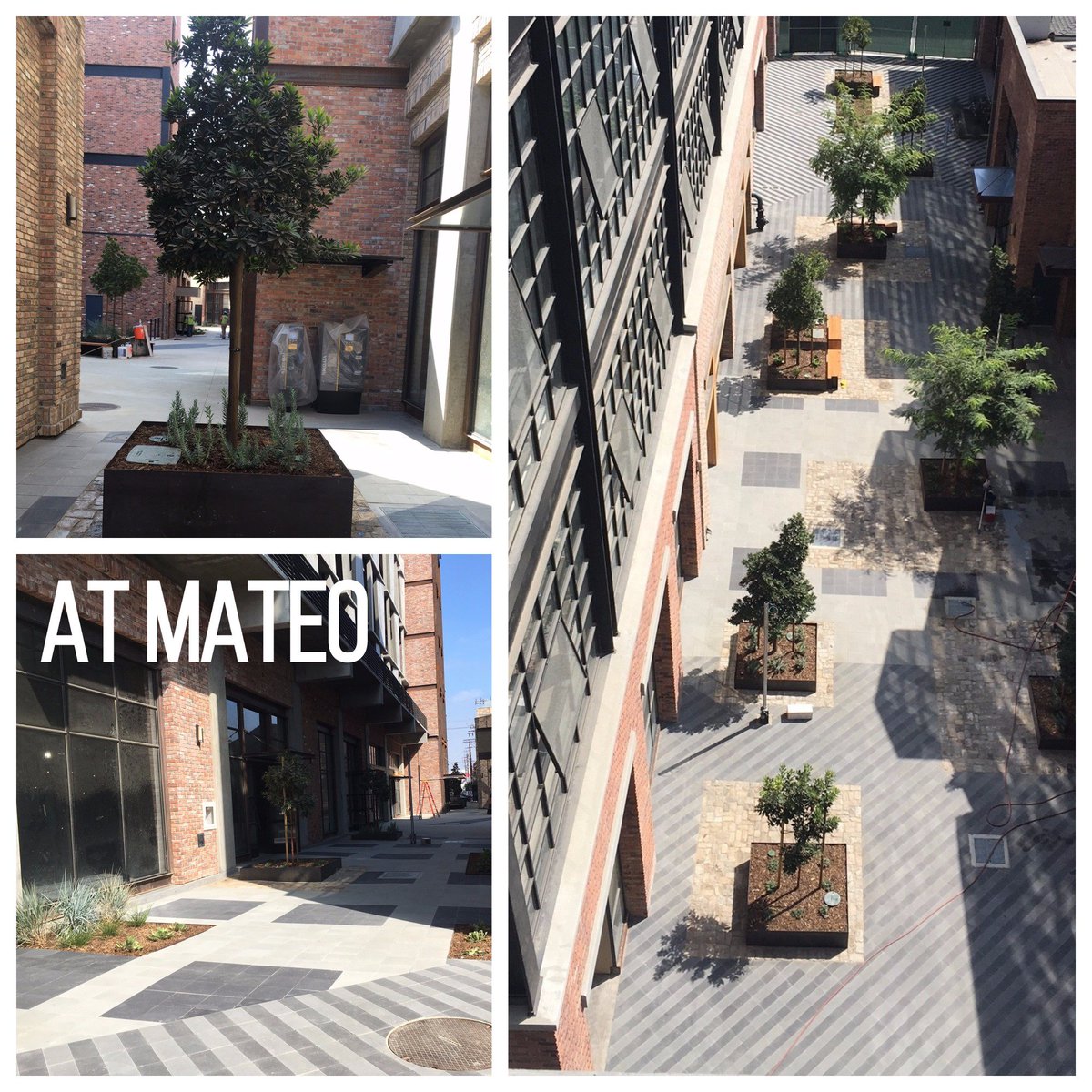 PierreLandscape's tweet photo. At Mateo #jobprogress in #DTLA with @BayleyConstruct ! #pierrelandscape #greatpartnerships #greatprojects https://t.co/LPlDm3BzJn