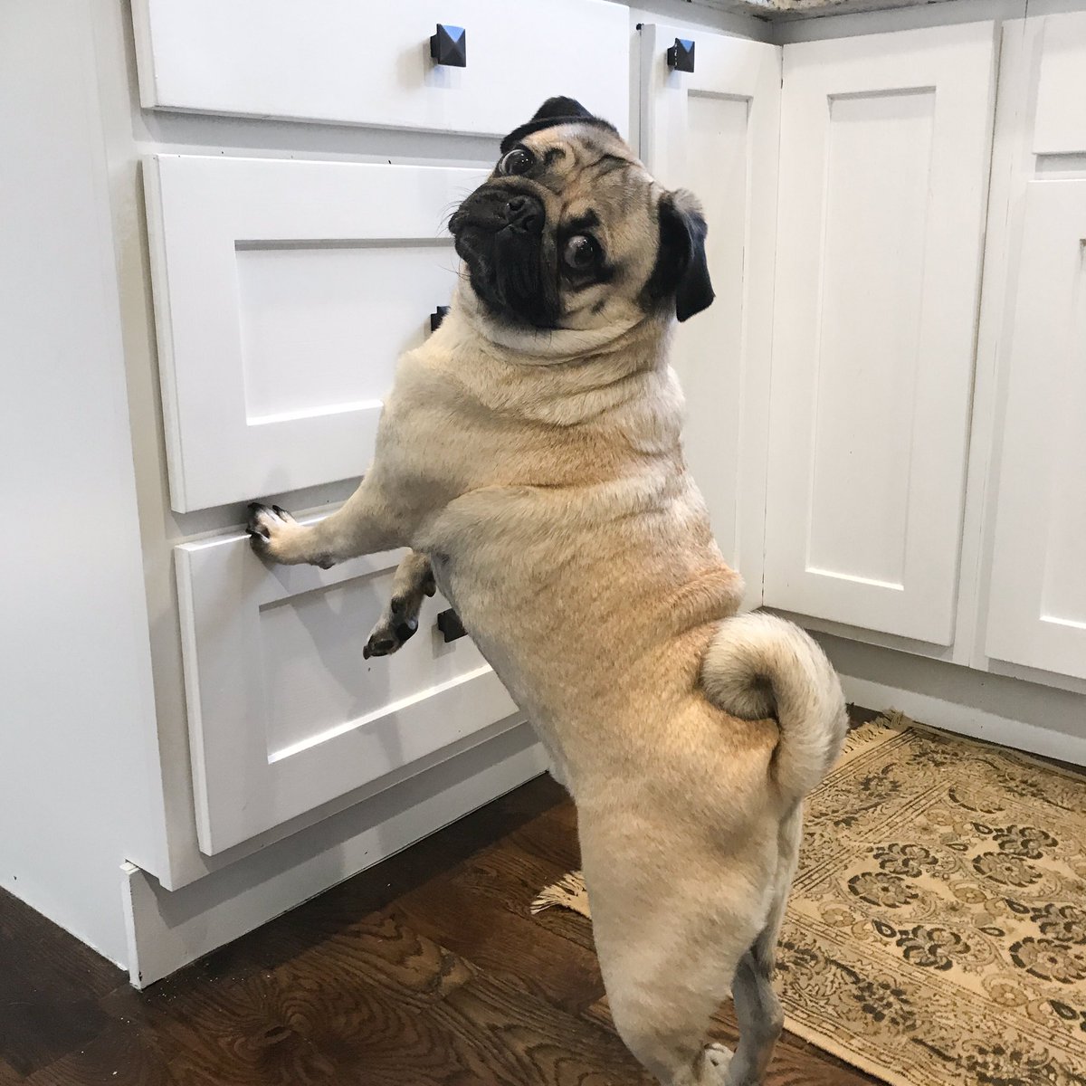 itsdougthepug's tweet image. U like what u see? Of course u do.