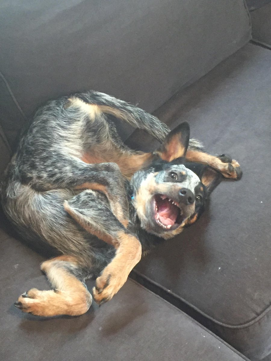 ImFluffums's tweet image. Showing off his flexibility 🐶 #dog #puppy #pup #cute #pets  #PhotoOfTheDay #dogoftheday #hound #adorable #dogsoftwitter #happy #aww