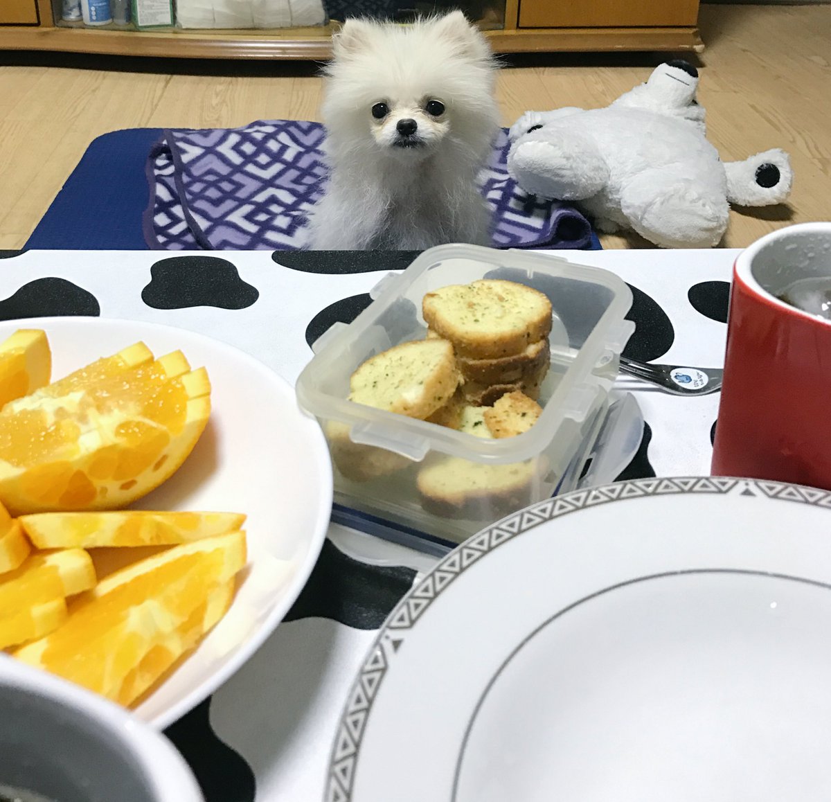 cloud170503's tweet photo. 먹을때면 항상이러고 쳐다본다.. 부담... 미안해 줄 수 없어😭😭 https://t.co/Qvy81y089w