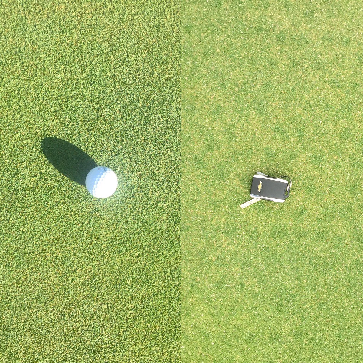 redoxturf's tweet photo. A1 Bentgrass (Same Green) Right - 9/13 five days after 1st Redox app. Left - 9/19 4 days after 2nd Redox app (added 2lbs OxyCal) #oxycal https://t.co/1bGEVOUtMG