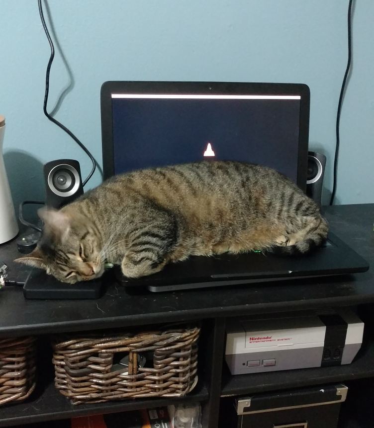 PawRecord's tweet photo. Silly Jack. I know laptops can be a relaxing way to kick back and hang out... but not like this! ⠀
⠀
#fatcat #catsofinstagram #jackthecat #… https://t.co/vagjV7FmFD