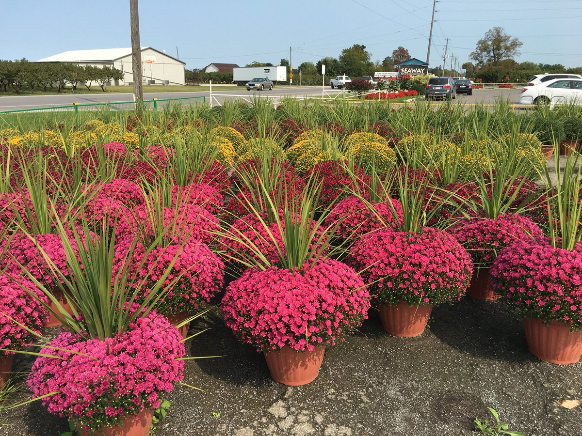 Mums in bloom!  Orange, Yellow, Pink...