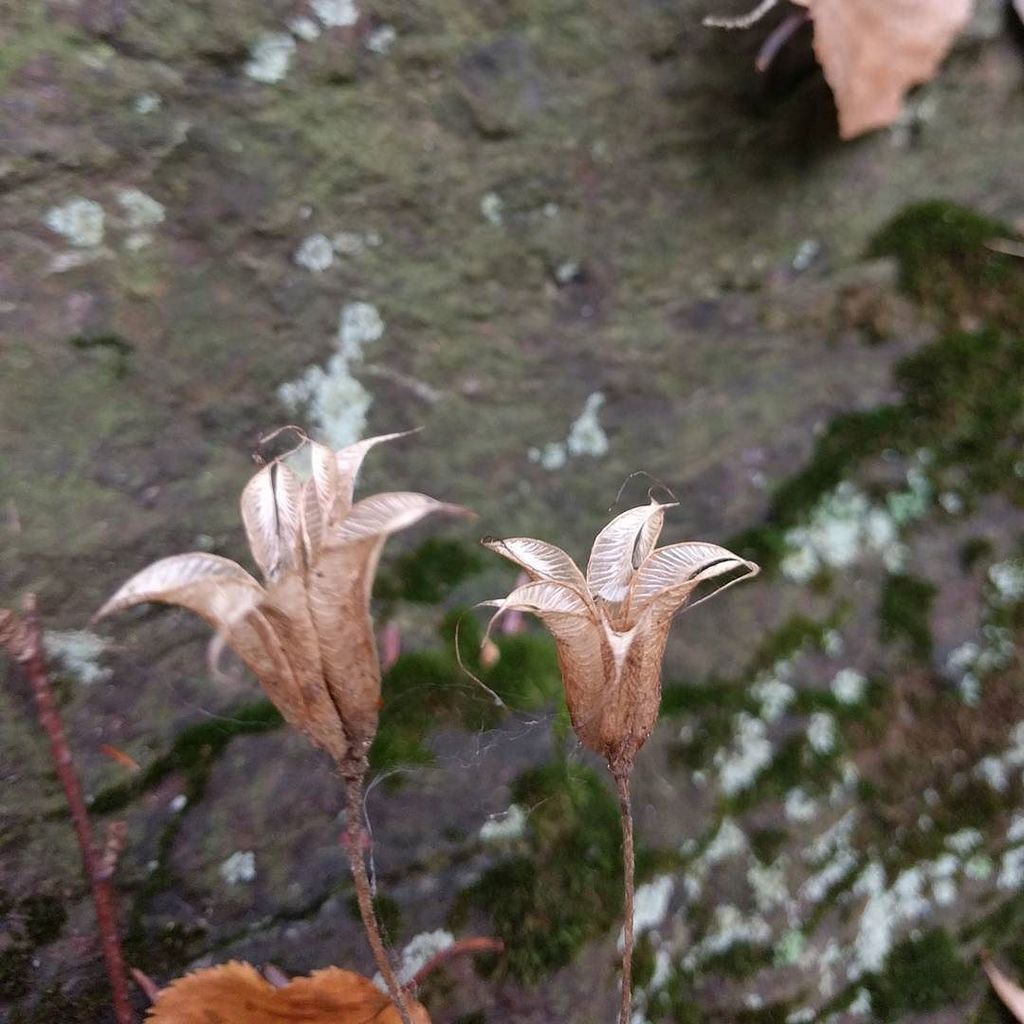Ironbees's tweet photo. dried up columbine. #wildflowers https://t.co/PSrTVI9GiE