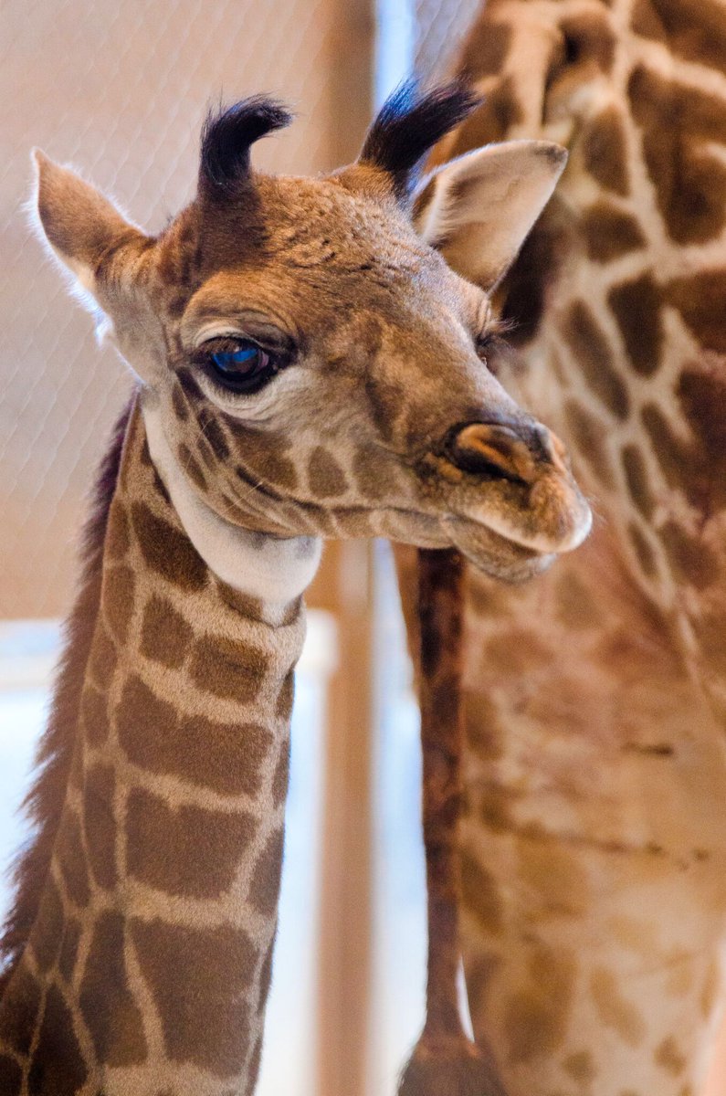 Phoenix Zoo on Twitter: "But we will be sure to post frequent updates