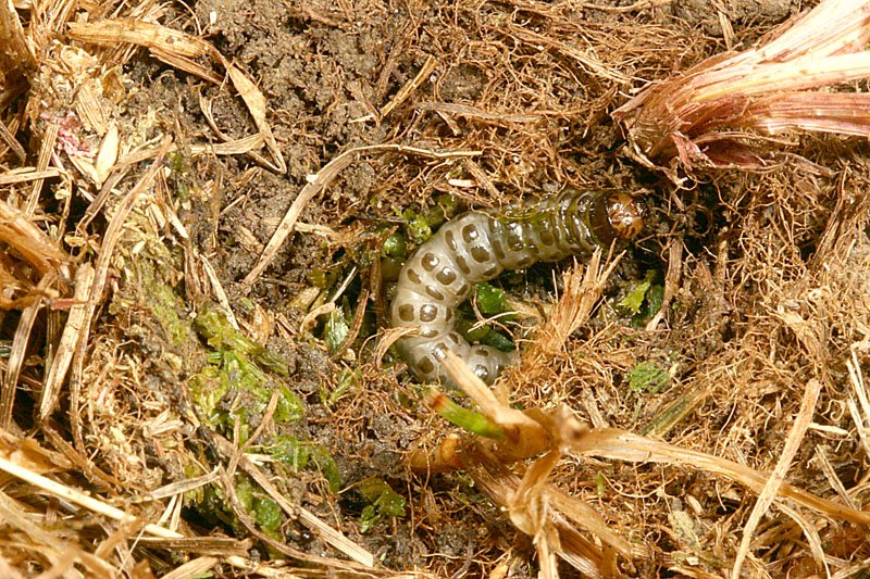 SFM_Magazine's tweet image. Can you identify this pesky insect? #PestIDClass #TurfHealthTuesday