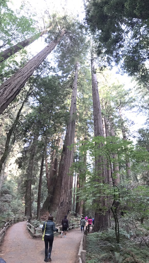 sbrough305's tweet photo. Inspiring 2.5 mile morning hike surrounded by majestic redwoods. #STF5 @tata_comm https://t.co/X6OUWlmozs