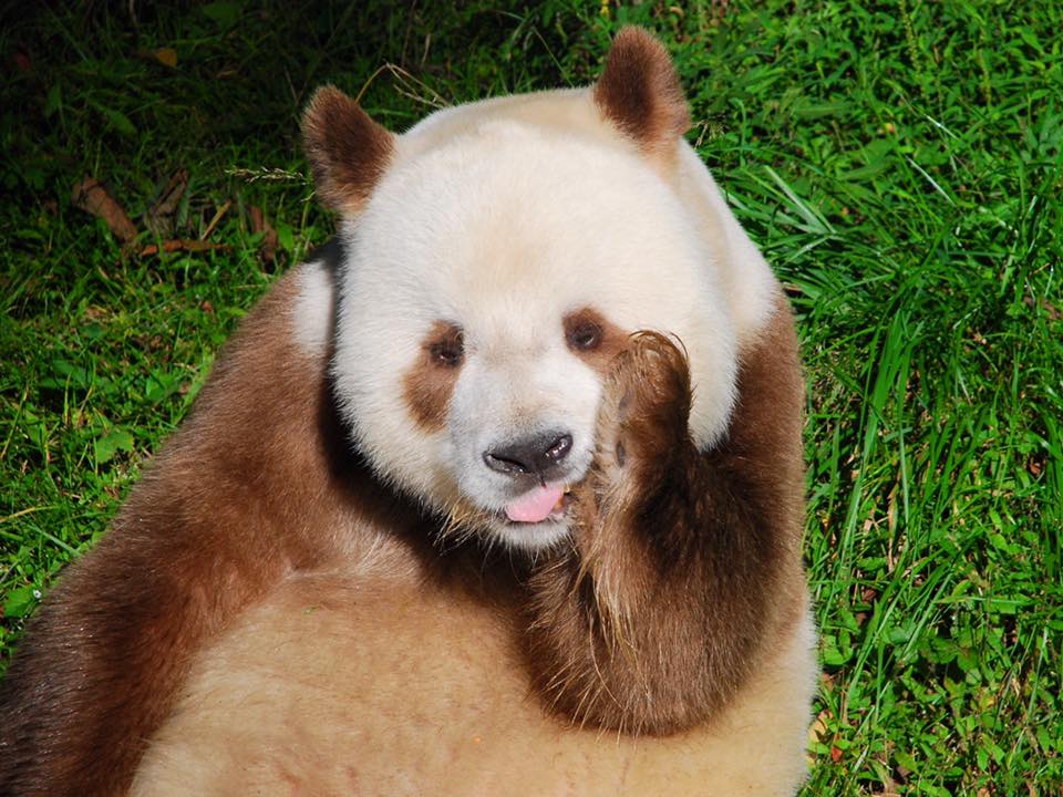 youwillbe4ever on Twitter: "170919 Qi Zai 七仔 (Giant panda Zhu Zhu (珠珠) gave  birth to a daughter last month, it is said that the cub's father is Qi  Zai.)… https://t.co/Uath2uw4Q3"