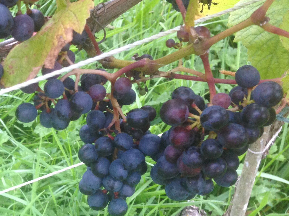 SmallholderIRL's tweet photo. So our small #outdoor Vineyard holds 2000 vitas Vinifera vines , some vines,will be grafted over,#notsuitable #disease etc #shouldtry https://t.co/ix7BZlTjrc