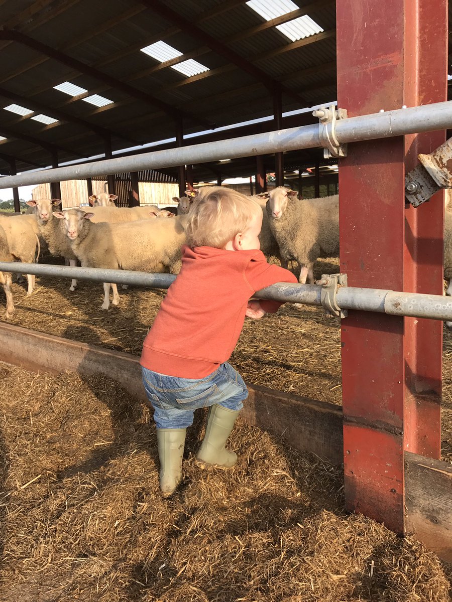 MereCreamery's tweet photo. Arthur having an evening chat with the girls, no doubt telling them how much he loves their milk https://t.co/8sgtgJ0N8S