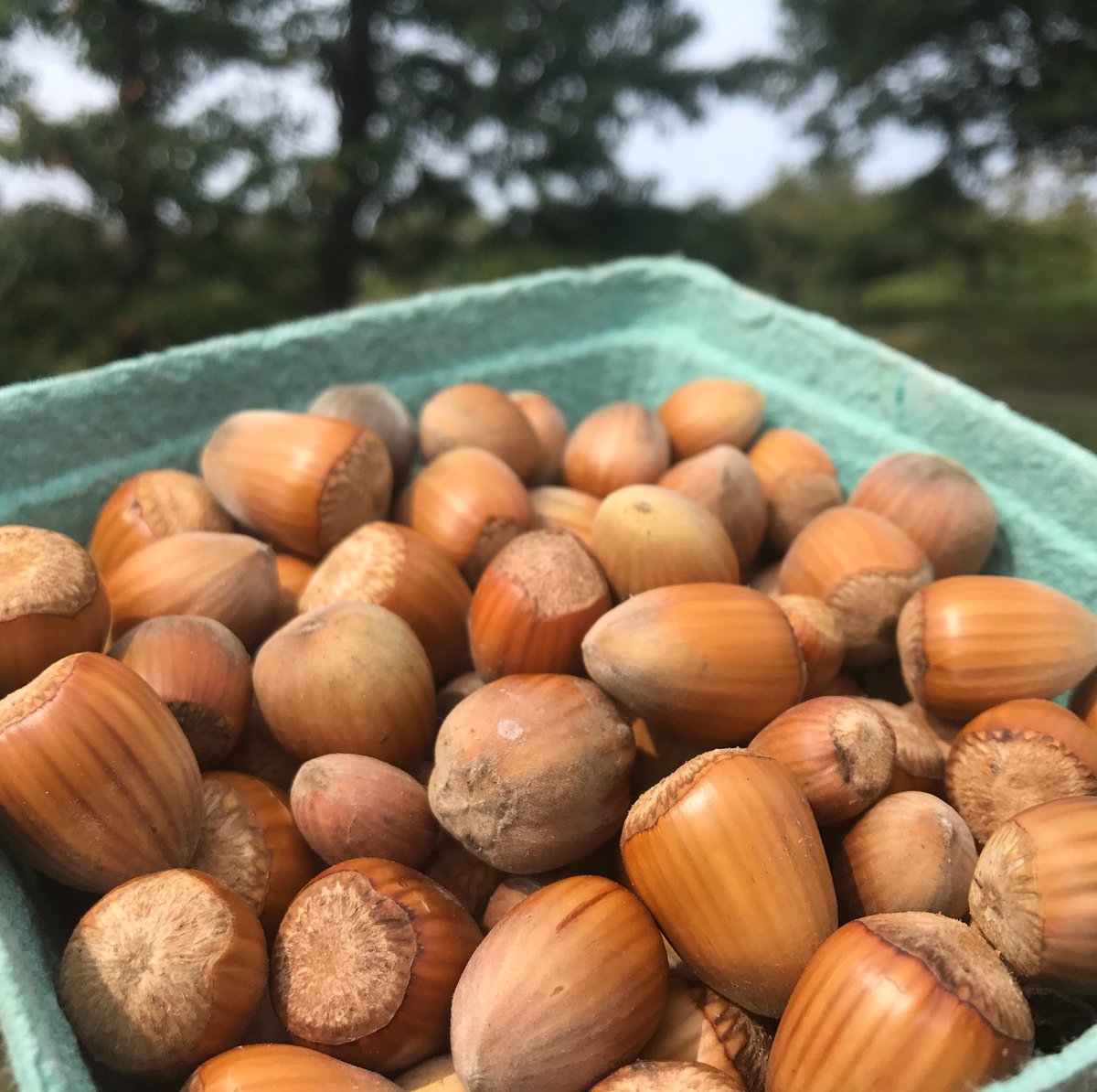 CHQLocalFood's tweet photo. Local #hazelnuts in season! Not many growers attempt Mediterranean/MiddleEastern tree nuts in this region. Leave it 2 Wajeeh! #RahalFarm https://t.co/7Lt5XRq8d7