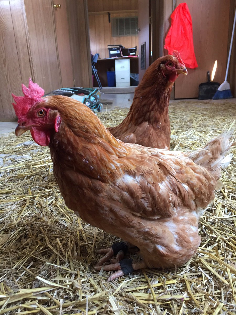 Have you heard about our new arrivals, Bailey &amp; Brenda? heartlandfarmsanctuary.org/animal/bailey/
heartlandfarmsanctuary.org/animal/brenda/