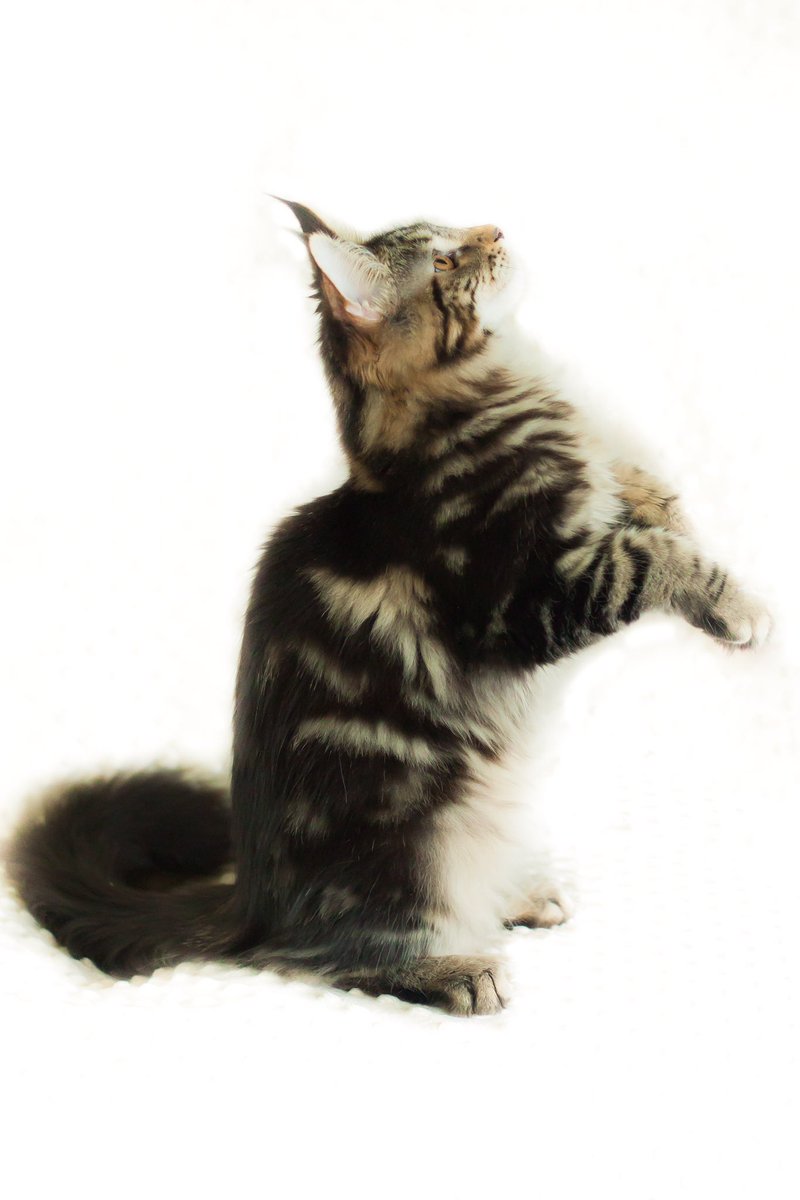 My baby! Coonwild Marcela!!!