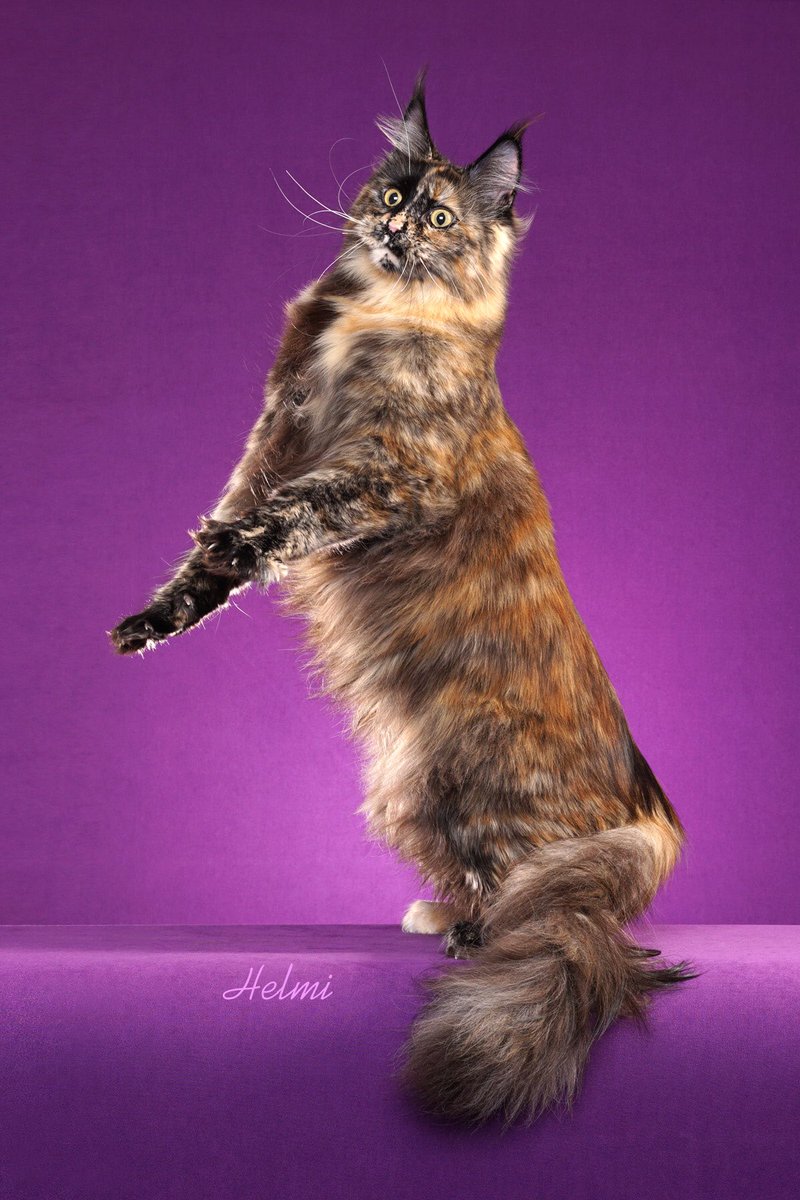 DGCh Forever Loyal Annelise