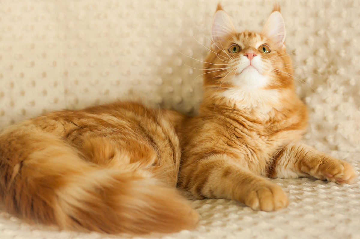 Gattacamoon Tinkerbell!