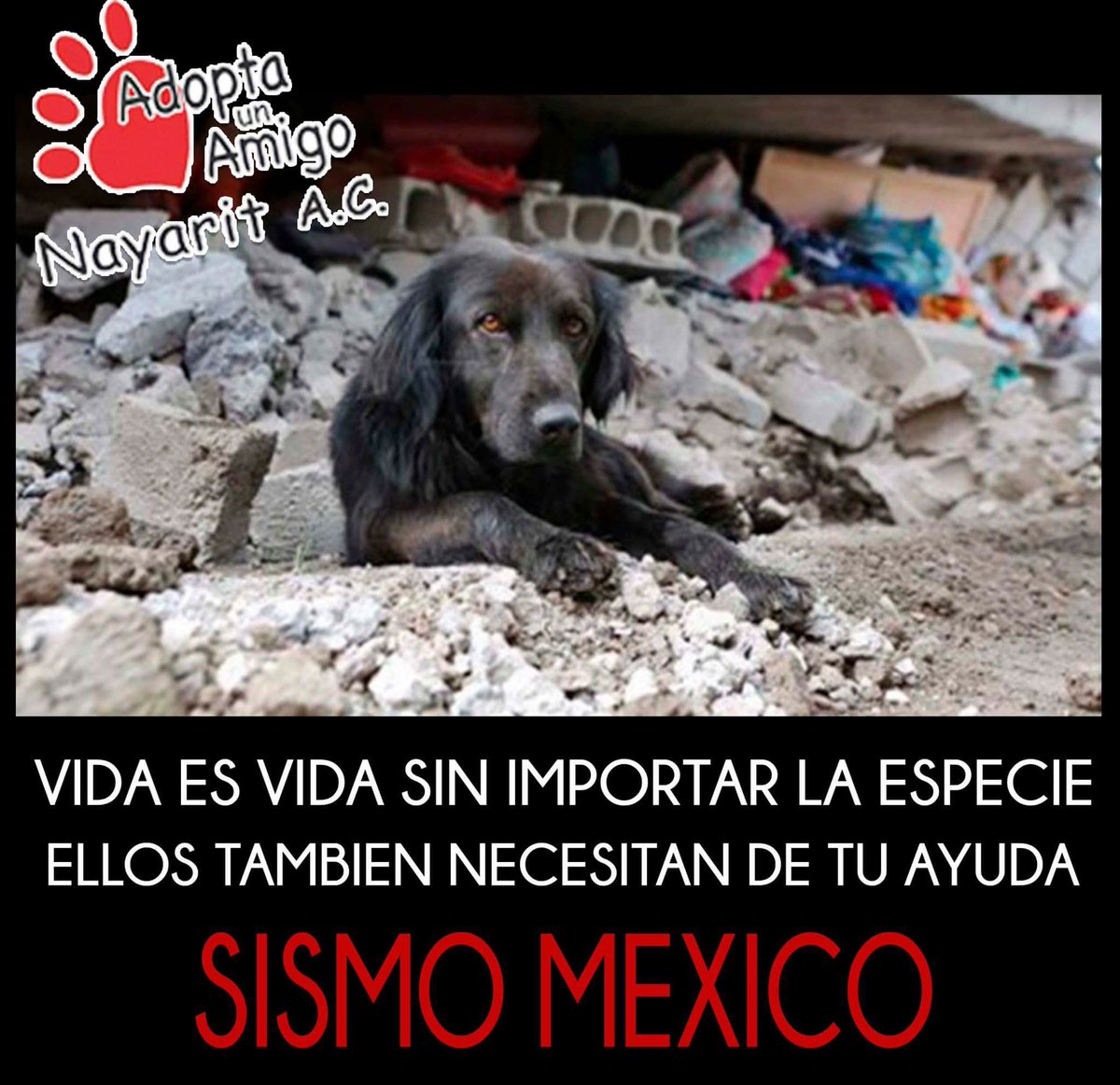 judy_carreto's tweet photo. Ayúdalos ellos también te necesitan #Sismomexico #FuerzaMexixo #AyudaSismoMEX #ayudaCDMX #sismo https://t.co/T346LsIXZc