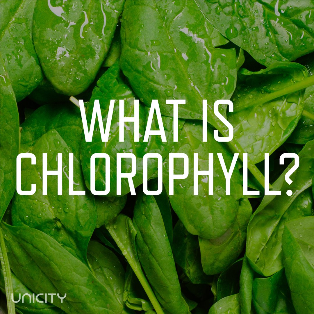 Unicity's tweet photo. Want to learn some fuun facts about Chlorophyll?ππ±πΏπ Read more on the Unicity Blog! #UnicityBlog #Unicity #Chlorophyll https://t.co/Ijpujp8ZwN