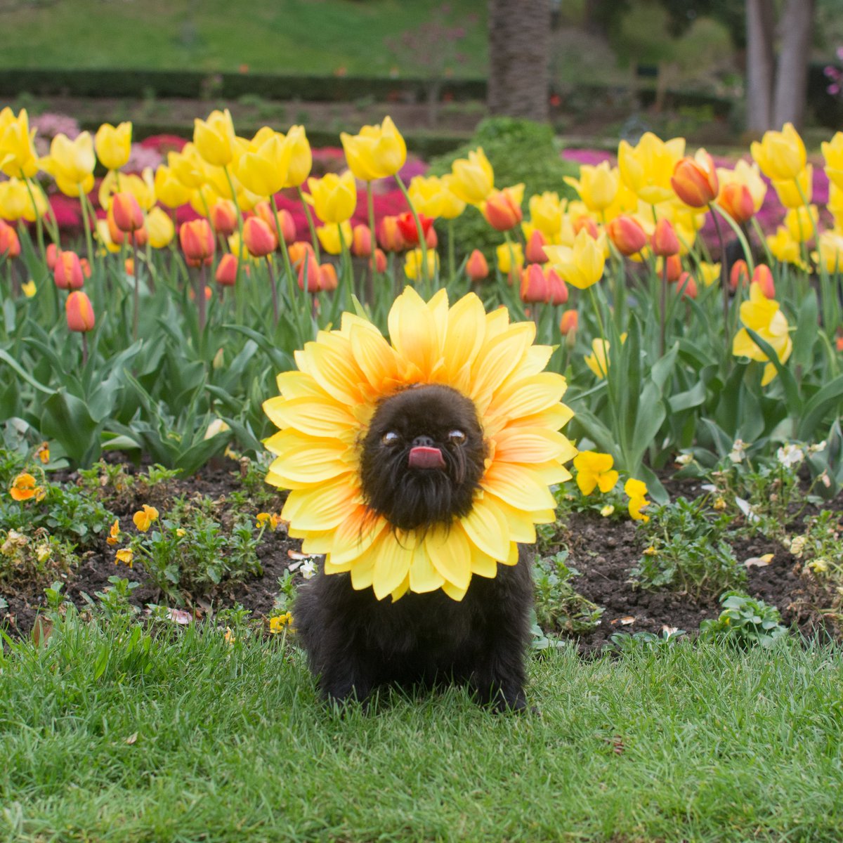 You thought I was flower but am smol doggo, bamboozled again.