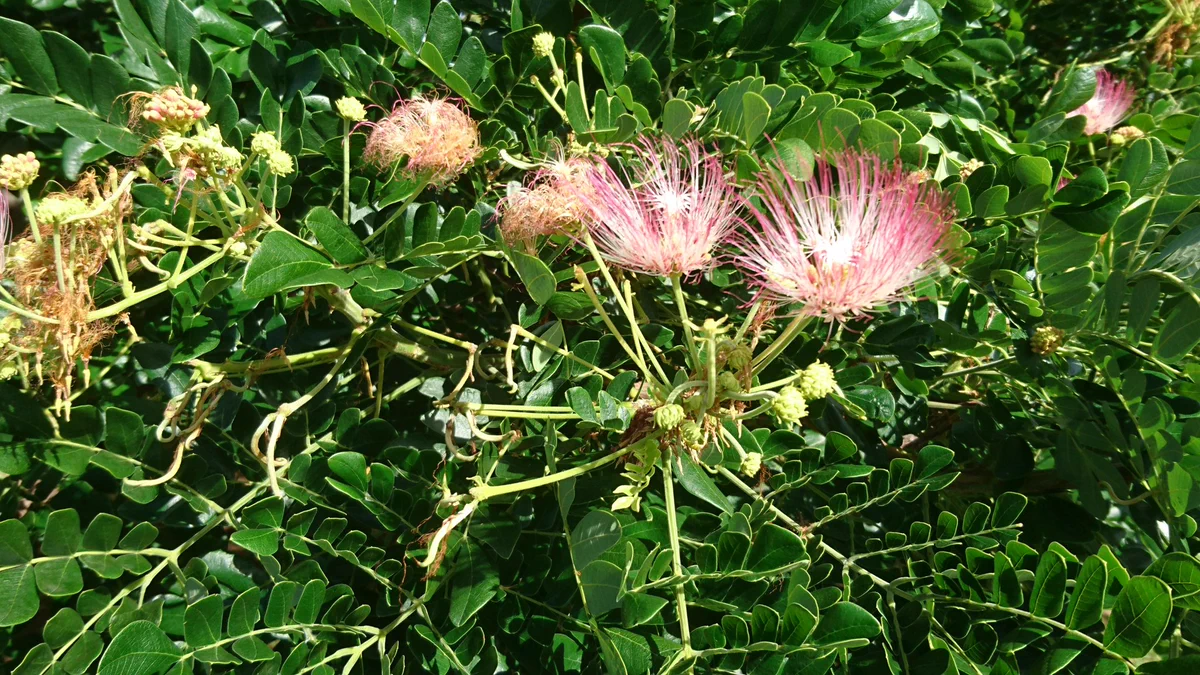 本当に見たことがない花が咲いてるｗ「この木なんの木気になる木」の歌に出てくる花ｗ