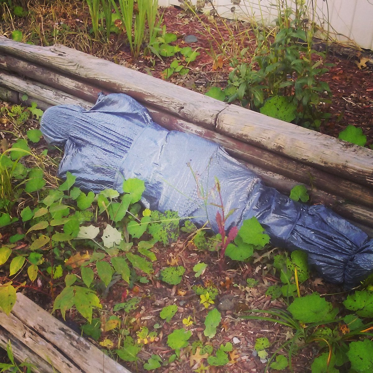 If my neighbors can decorate for Christmas in November, I can put a dead body in my overgrown garden in September. 💀