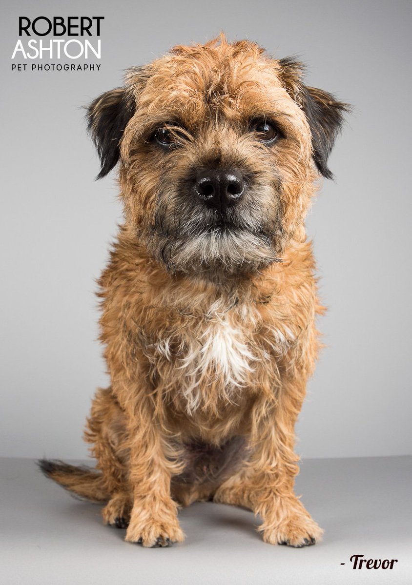 RobAshtonPhoto's tweet photo. Clever Trevor! #borderterrier @Medivet_UK #capturingtheircharacter #lovedogs #petphotography #pets #dogs #dog #borderterriers https://t.co/3t21xnTTzR