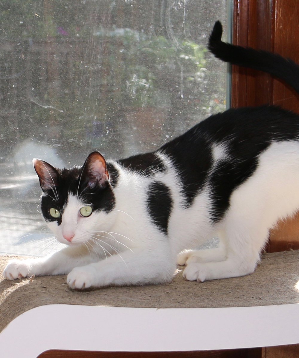 Mimicking Twitter: the place where your cat will be drawn Mimicking Twitter: the place where your cat will be drawn