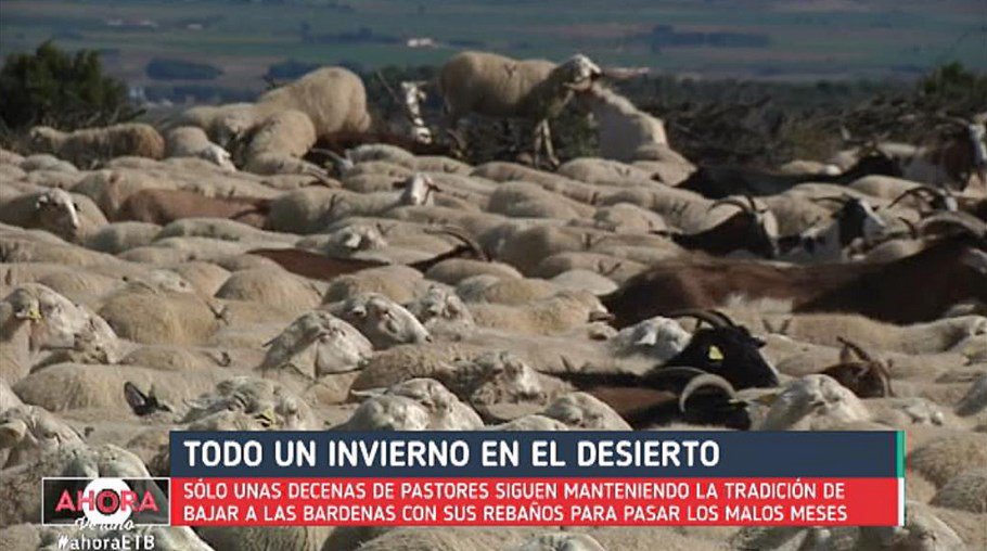 ▶️VÍDEO <a href="/AhoraETB/">AhoraETB</a>: Trashumancia en el desierto, tradición que sobrevive a los años en #Navarra #AhoraETB eitb.eus/es/television/…