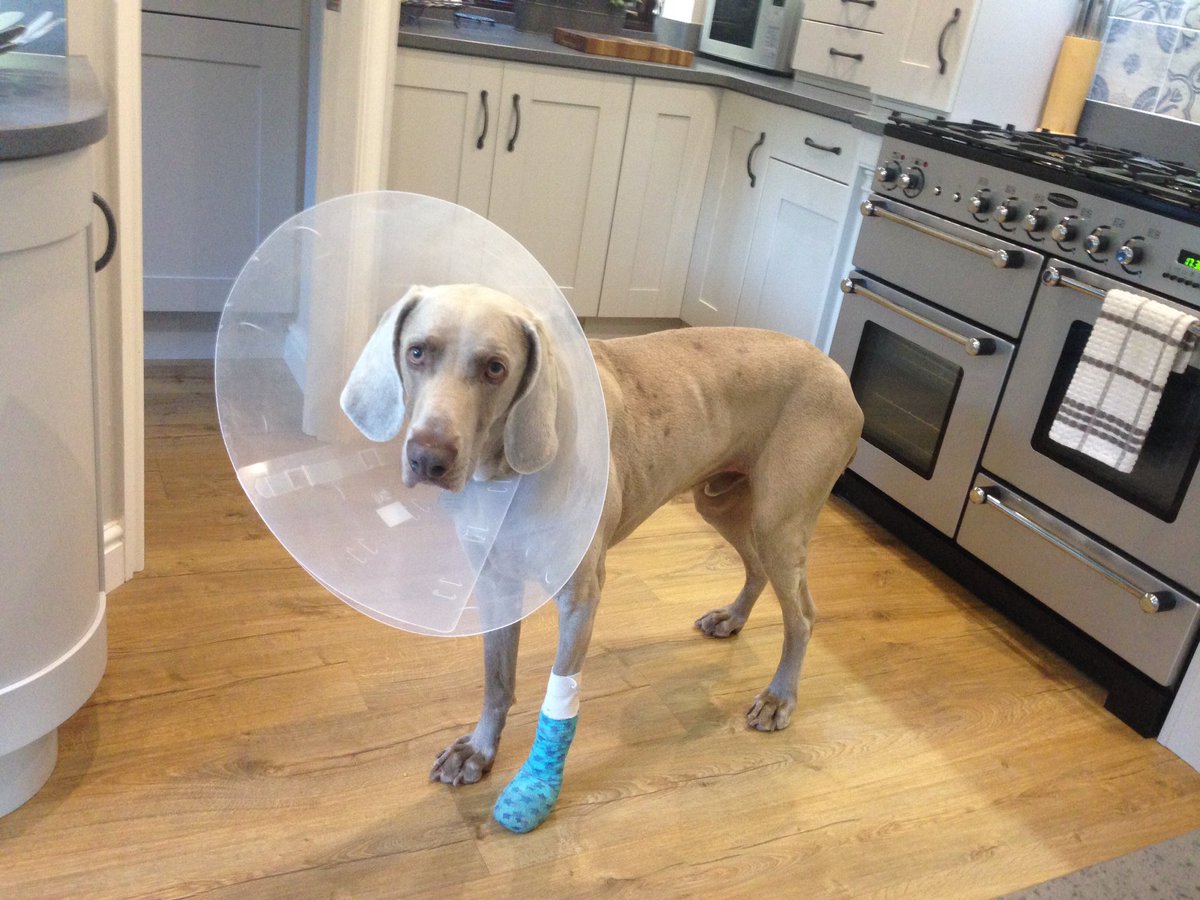 Bengray2000's tweet photo. @AussieGrit cone of shame on the big man at the moment but making a good recovery after foot surgery! https://t.co/XMYiSRTPvQ