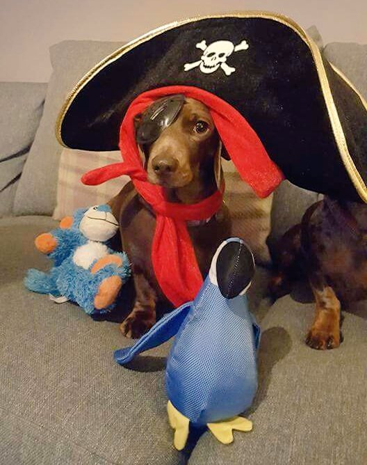 Edith & Reggie the Dachshunds tweet media