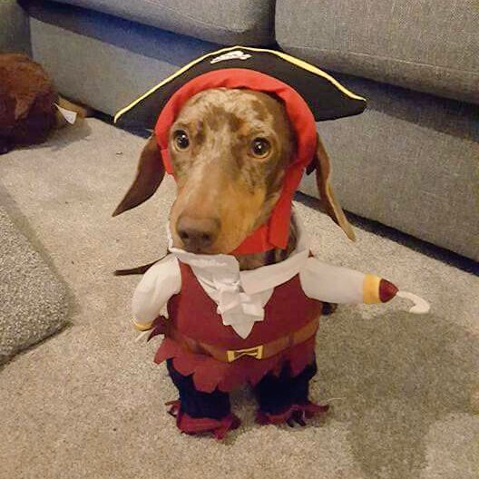 Edith & Reggie the Dachshunds tweet media