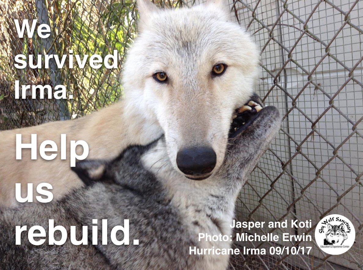 ShyWolfSanct's tweet photo. Grateful for your caring thoughts and support. Help us rebuild.
https://t.co/jzoYy3H58N…
#wolves #HurricaneIrma #helpusrebuild #Itswhatwedo https://t.co/LQmmnPgWT0